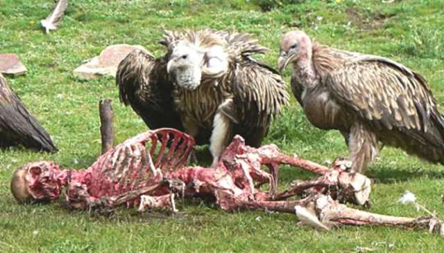 vultures_eating_human_pevensey_levels_allan_dewitt_sue_beale_cath_jackson_sssi_lapwings